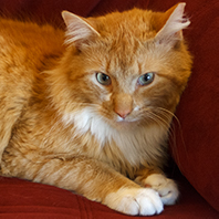 cat