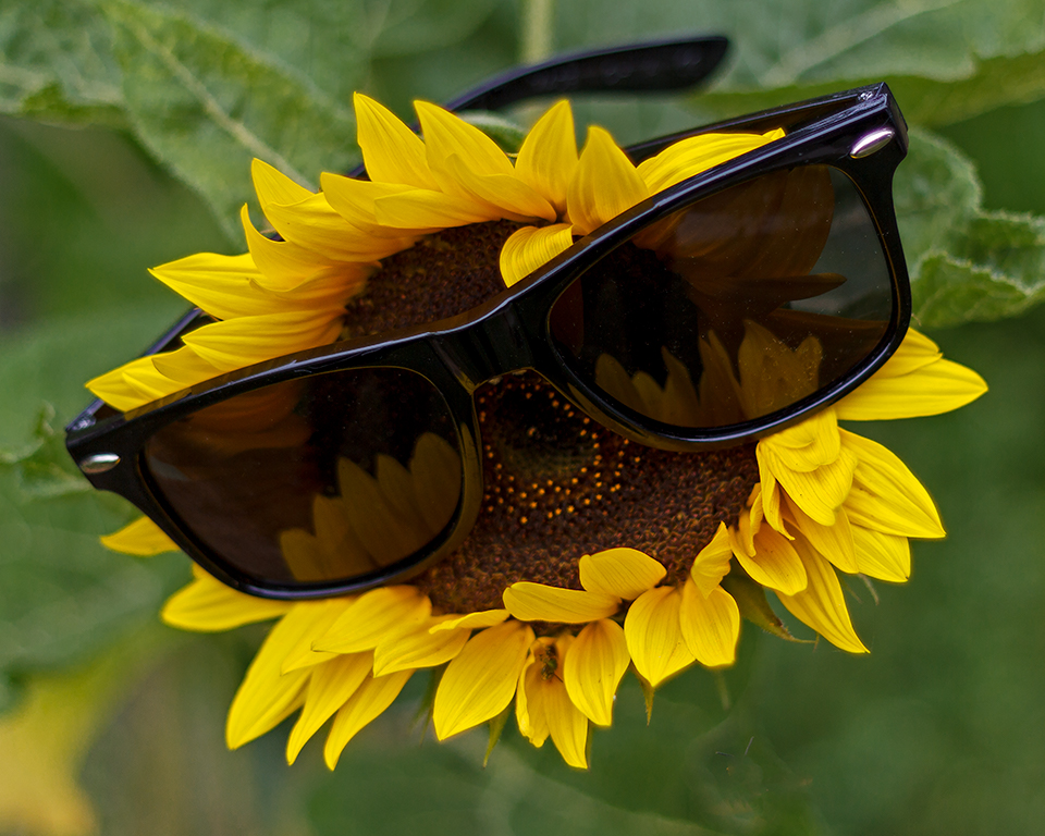 Sunflower with Glasses