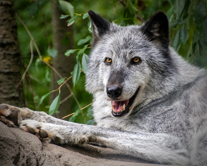 Wolf Conservation Center in South Salem NY