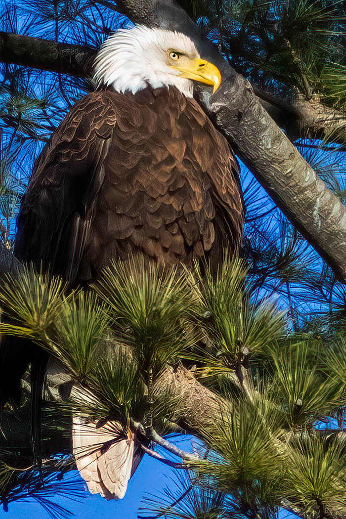 Strong and Stoic Eagle