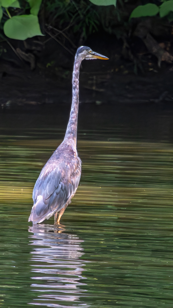 Blue Heron