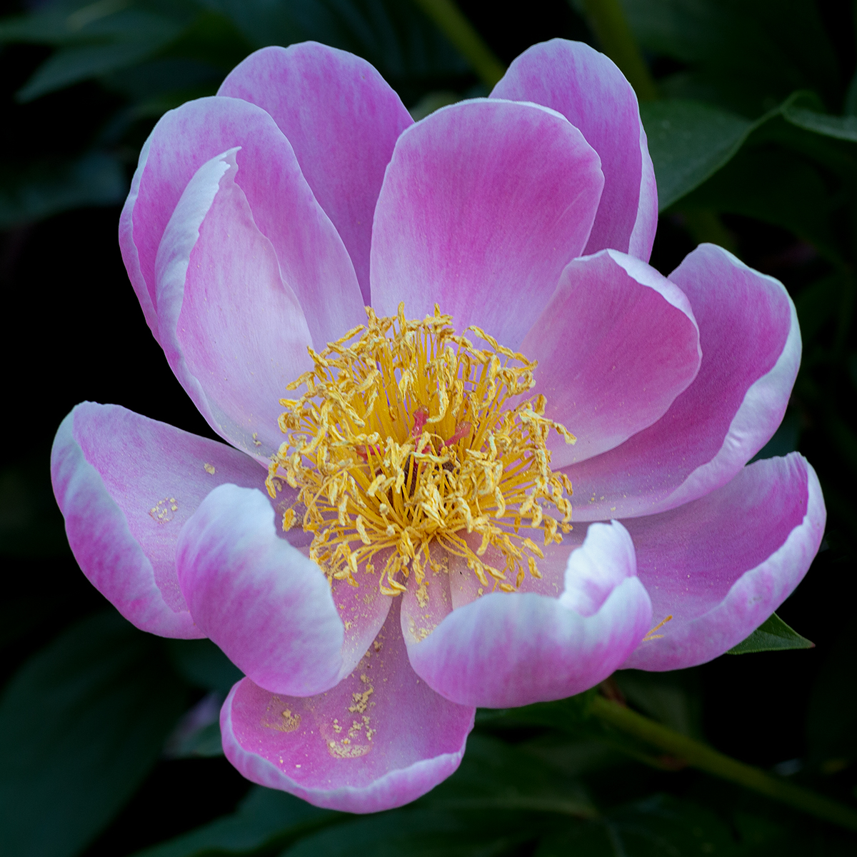 Flower at Elizabeth Park in West Hartford