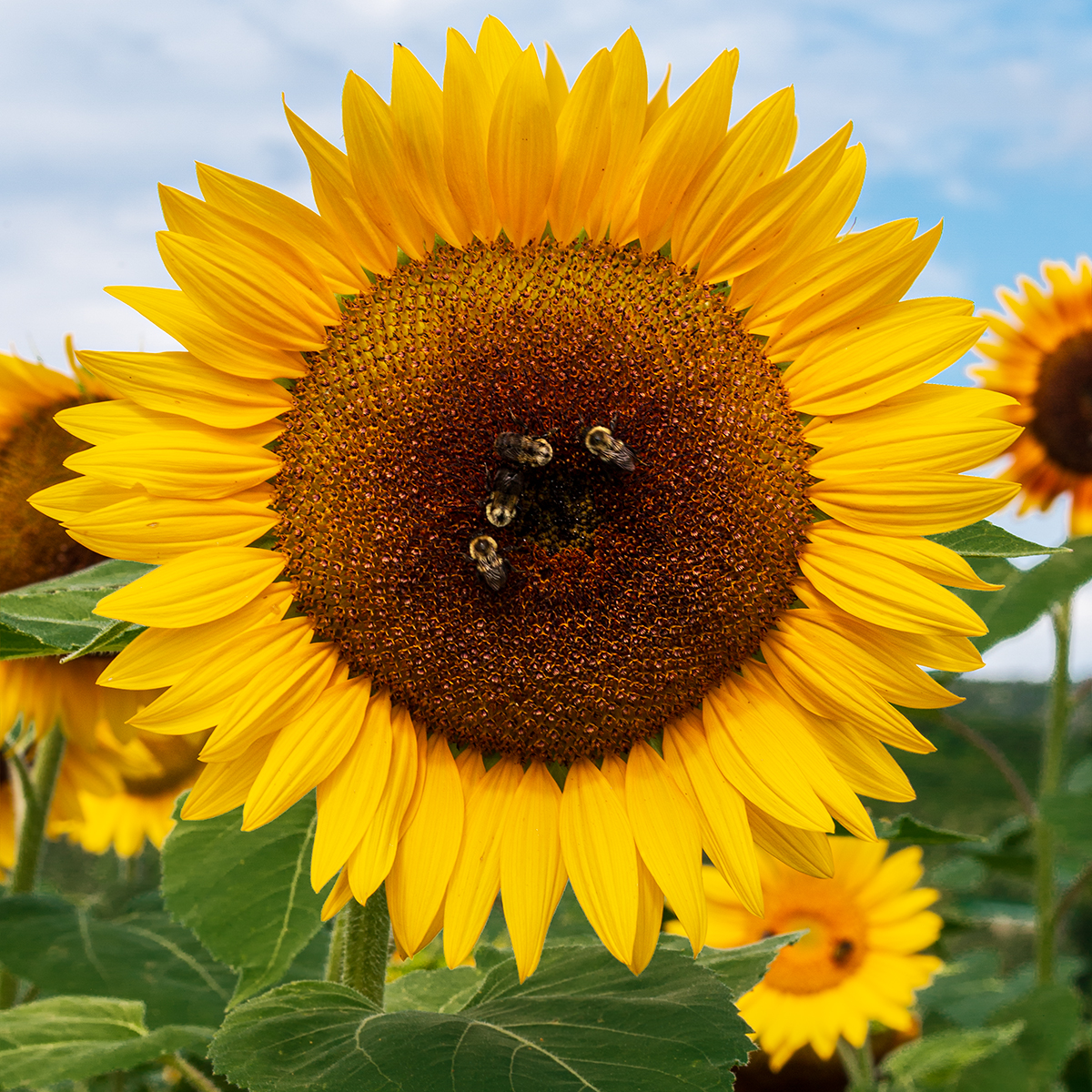 Sunflower at Lyman Orchard