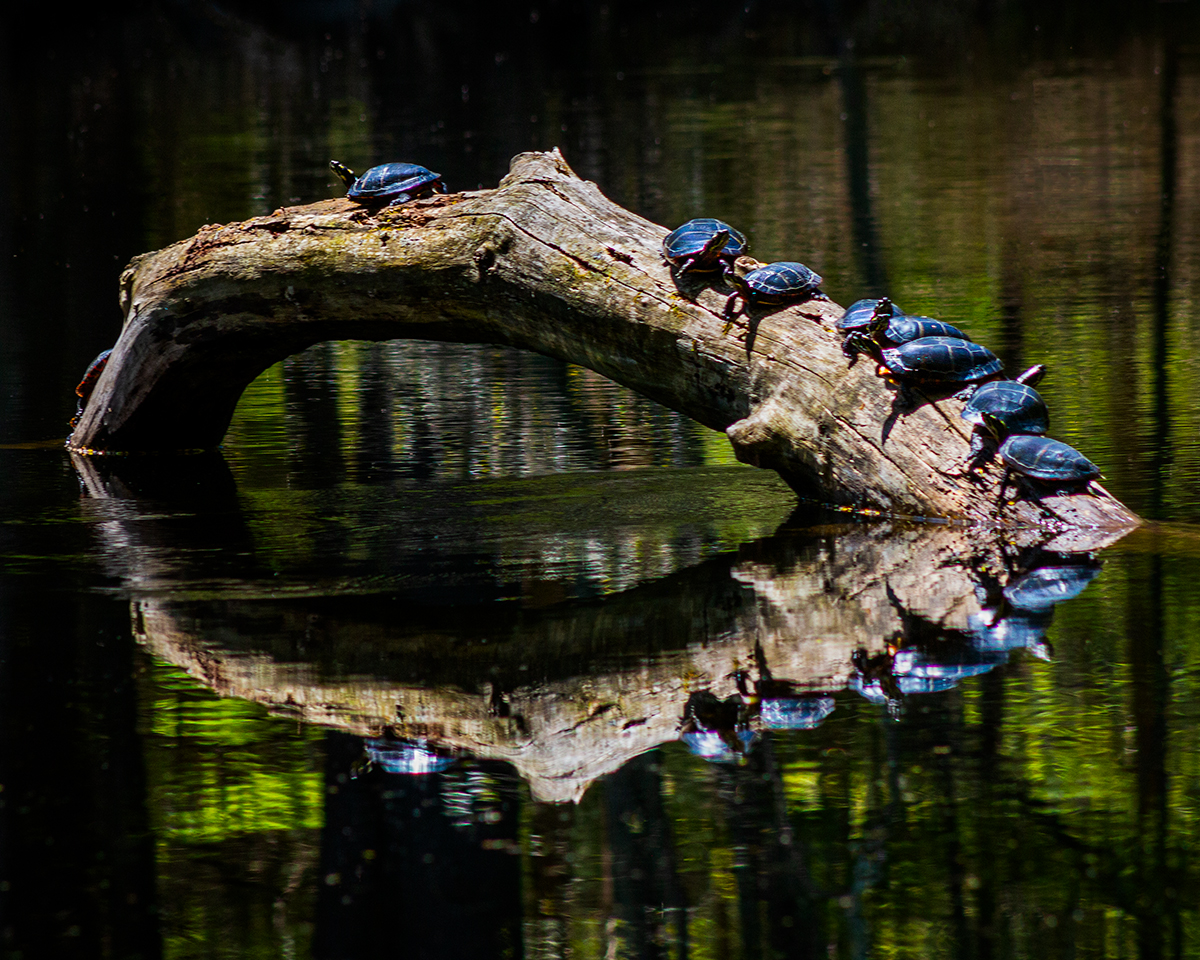 Turtles and Their Reflections